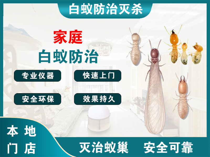 武进家庭白蚁防治
